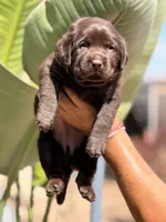 English Labrador chocolate , a male Labrador Retriever for sale in Corona, CA – 1 of 1
