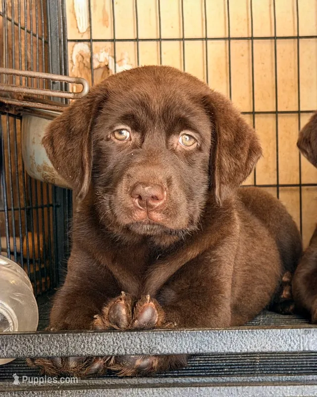 English  chocolate – Labrador Retriever puppy for sale in Corona, CA