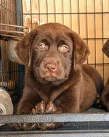 English  chocolate, a male Labrador Retriever for sale in Corona, CA – 1 of 1