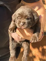 Labrador English puppy , a female Labrador Retriever for sale in Corona, CA – 2 of 3