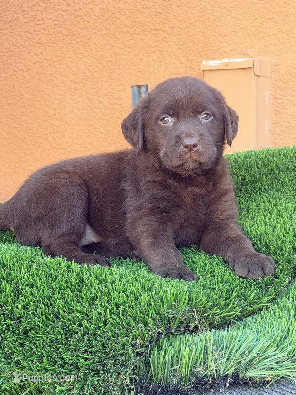 English chocolate  – Labrador Retriever puppy for sale in Corona, CA