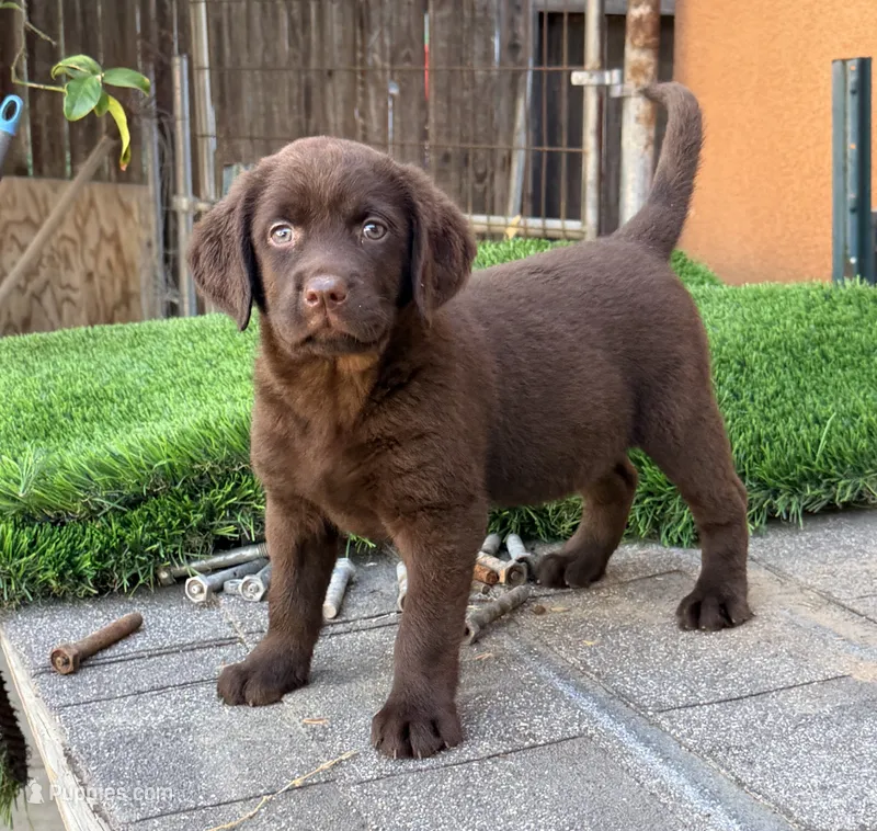 Duna AKC ENGLISH  – Labrador Retriever puppy for sale in Corona, CA