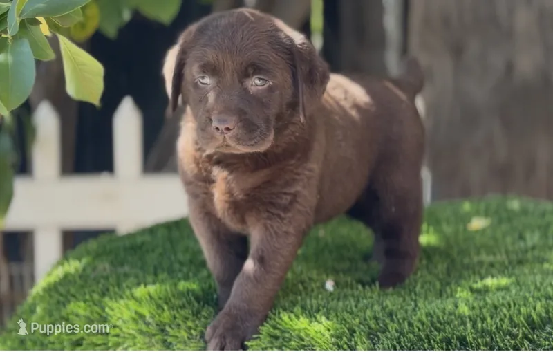 males / females – Labrador Retriever puppy for sale in Corona, CA