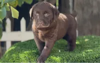 males / females, a female Labrador Retriever for sale in Corona, CA – 1 of 1