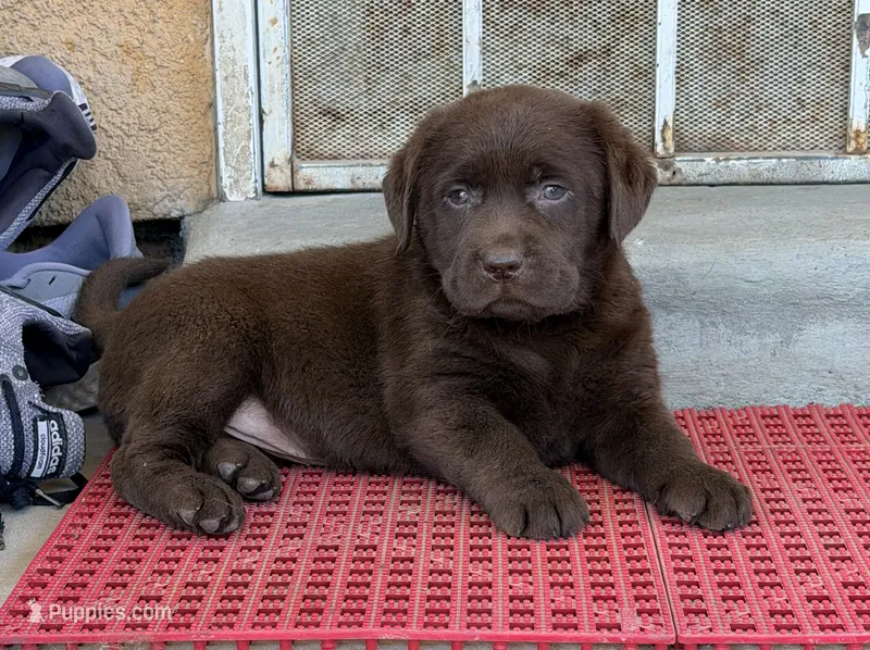 Mimi  – Labrador Retriever puppy for sale in Corona, CA
