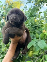 Akc English candy, a female Labrador Retriever for sale in Corona, CA – 1 of 1