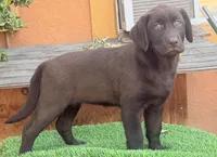 English choco, a male Labrador Retriever for sale in Corona, CA – 1 of 1