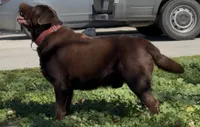 Labrador puppy akc , a female Labrador Retriever for sale in Corona, CA – 2 of 2