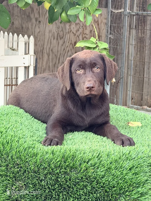 Candy – Labrador Retriever puppy for sale in Corona, CA