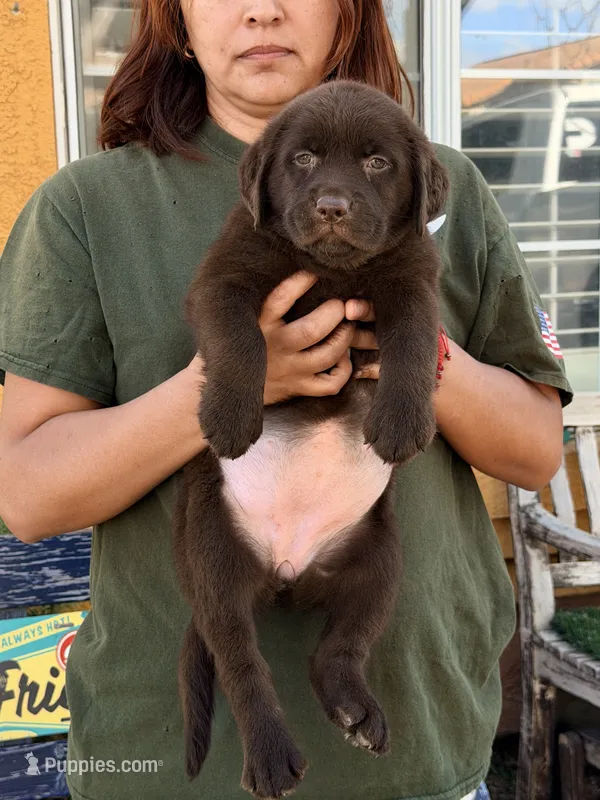 Candy English labrador  – Labrador Retriever puppy for sale in Corona, CA