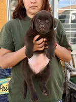 Candy English labrador , a female Labrador Retriever for sale in Corona, CA – 1 of 1