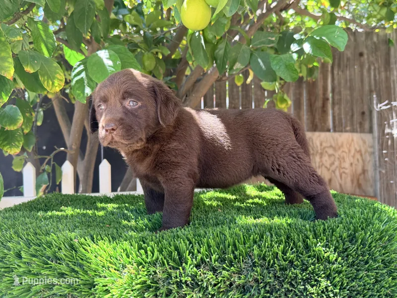 Labrador English puppy  – Labrador Retriever puppy for sale in Los Angeles, CA