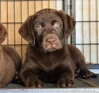 Candy, a female Labrador Retriever for sale in Corona, CA – 1 of 2