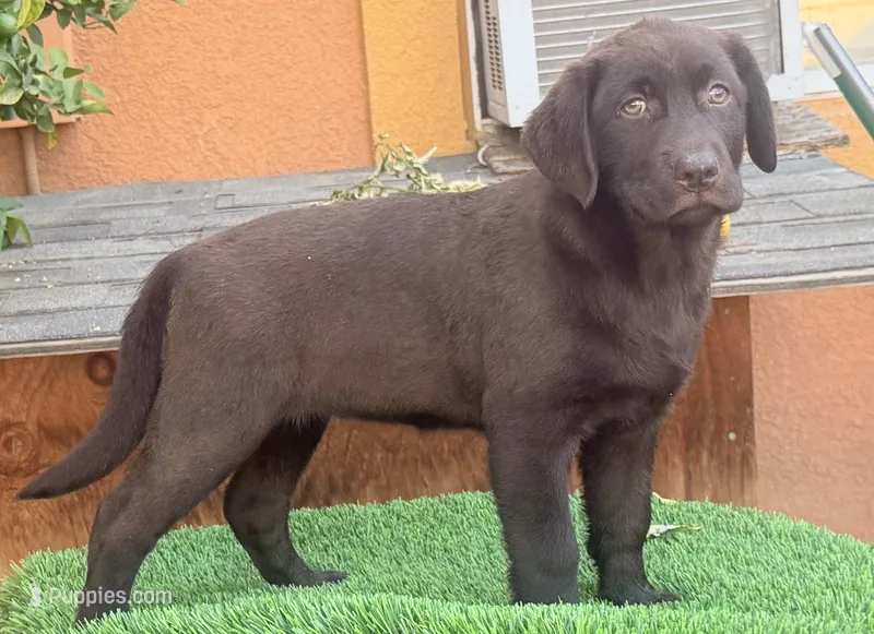 English chocolate – Labrador Retriever puppy for sale in Corona, CA