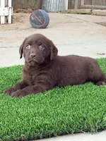 Akc chocolate Lola, a female Labrador Retriever for sale in Corona, CA – 1 of 1