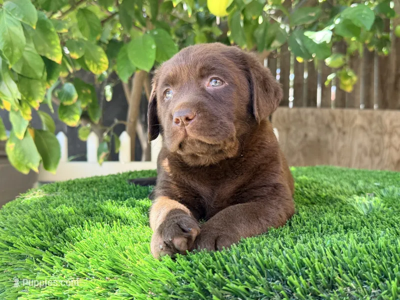 Labrador English – Labrador Retriever puppy for sale in Corona, CA