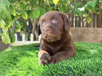 Labrador English, a female Labrador Retriever for sale in Corona, CA – 1 of 3