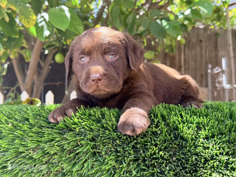 Labrador puppy akc  – Labrador Retriever puppy for sale in Los Angeles, CA
