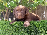 Labrador puppy akc , a female Labrador Retriever for sale in Los Angeles, CA – 1 of 1