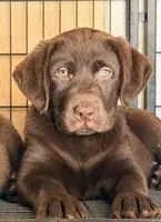 Labrador puppy akc , a female Labrador Retriever for sale in Corona, CA – 1 of 2