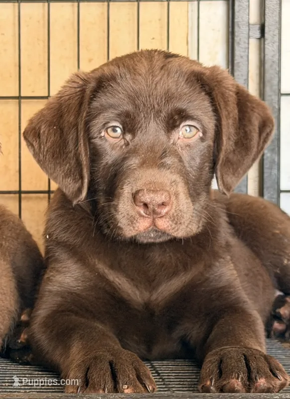 Choco puppy  – Labrador Retriever puppy for sale in Los Angeles, CA