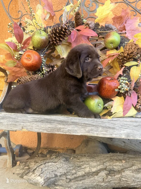 English chocolate  – Labrador Retriever puppy for sale in Corona, CA