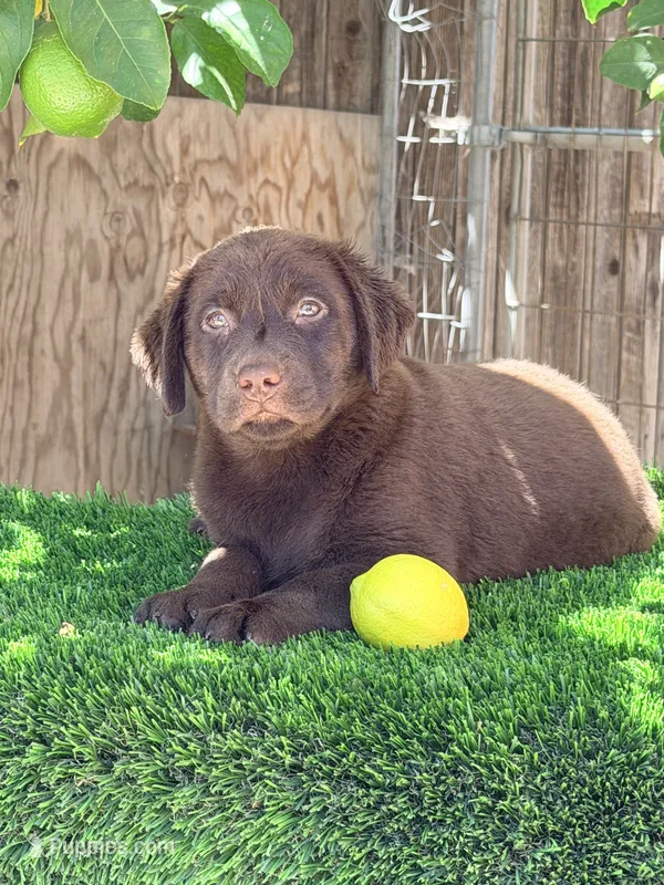 Dulce  Labrador retriever  – Labrador Retriever puppy for sale in Los Angeles, CA