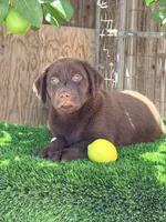 Dulce  Labrador retriever , a female Labrador Retriever for sale in Los Angeles, CA – 1 of 1