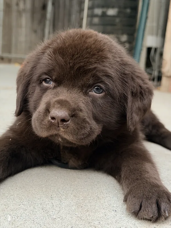 English chocolate max – Labrador Retriever puppy for sale in Corona, CA