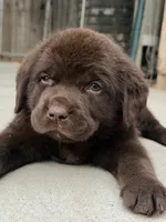 English chocolate max, a male Labrador Retriever for sale in Corona, CA – 1 of 1