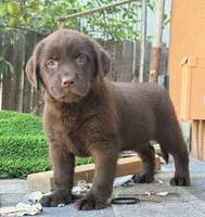 Akc candy English , a female Labrador Retriever for sale in Corona, CA – 1 of 1