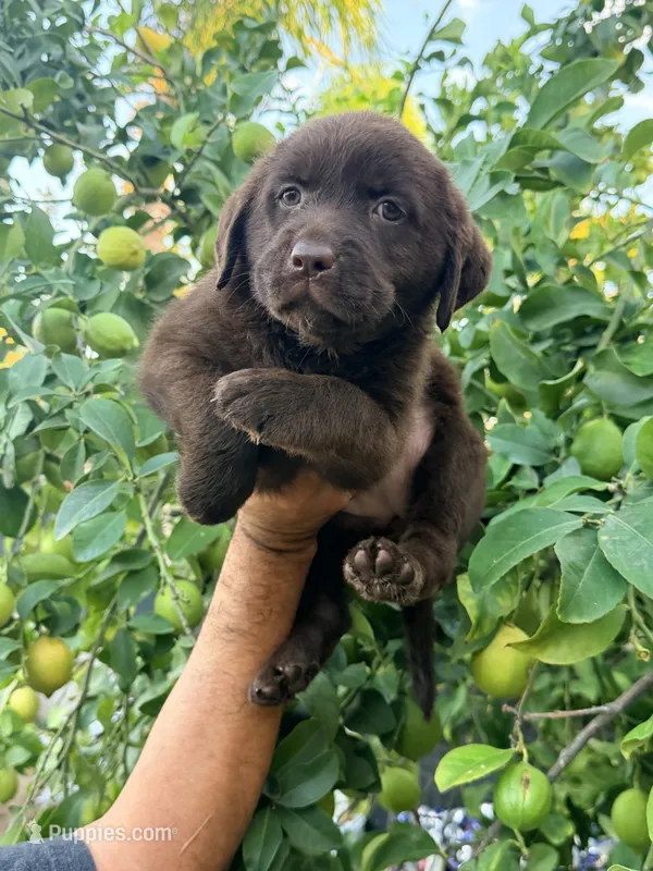 Candy chocolate  – Labrador Retriever puppy for sale in Corona, CA