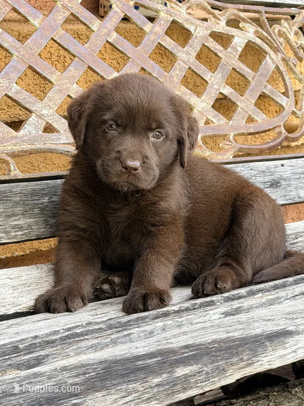 Sasha female chocolate  – Labrador Retriever puppy for sale in Corona, CA