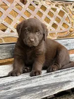 Sasha female chocolate , a female Labrador Retriever for sale in Corona, CA – 1 of 1