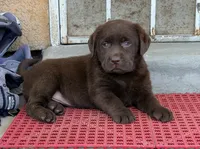 Labrador English, a female Labrador Retriever for sale in Corona, CA – 3 of 3