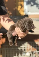 Labrador English puppy , a female Labrador Retriever for sale in Corona, CA – 1 of 3