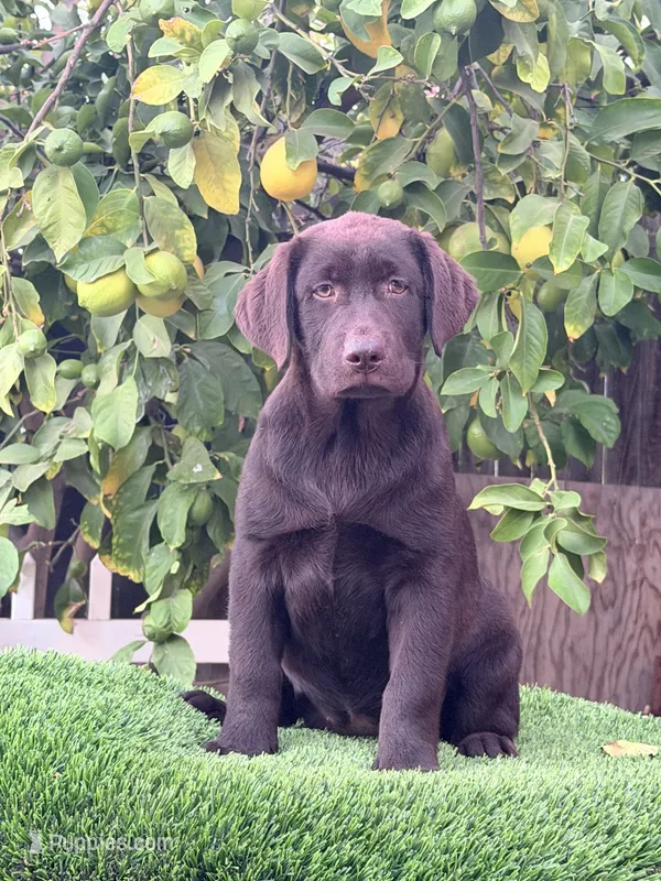 Bella – Labrador Retriever puppy for sale in Corona, CA