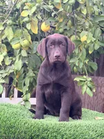 Bella, a female Labrador Retriever for sale in Corona, CA – 1 of 1