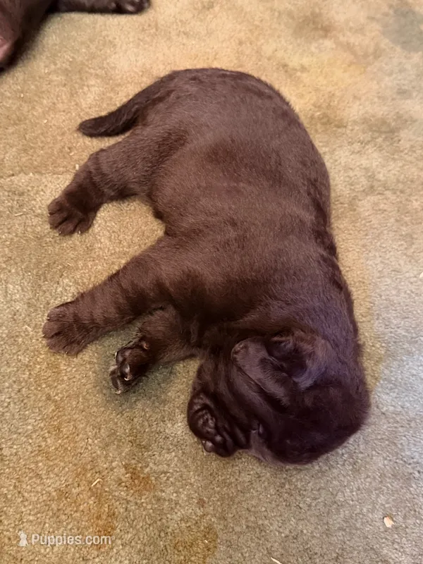 English labrador  – Labrador Retriever puppy for sale in Corona, CA