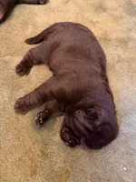 English labrador , a female Labrador Retriever for sale in Corona, CA – 1 of 1