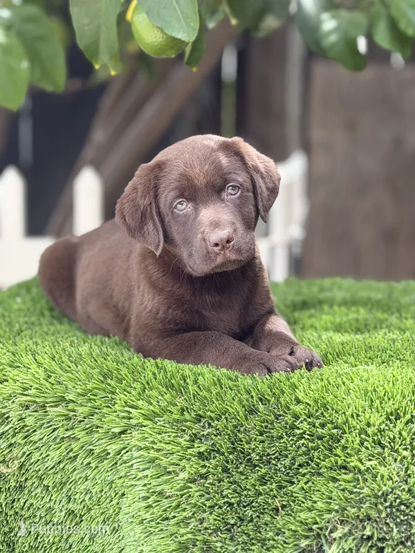 Labrador puppy – Labrador Retriever puppy for sale in Corona, CA