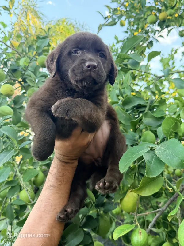 AKC English candy – Labrador Retriever puppy for sale in Corona, CA