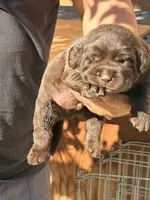 Labrador English puppy , a female Labrador Retriever for sale in Corona, CA – 3 of 3