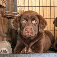 English labrador puppy , a female Labrador Retriever for sale in Corona, CA – 1 of 1