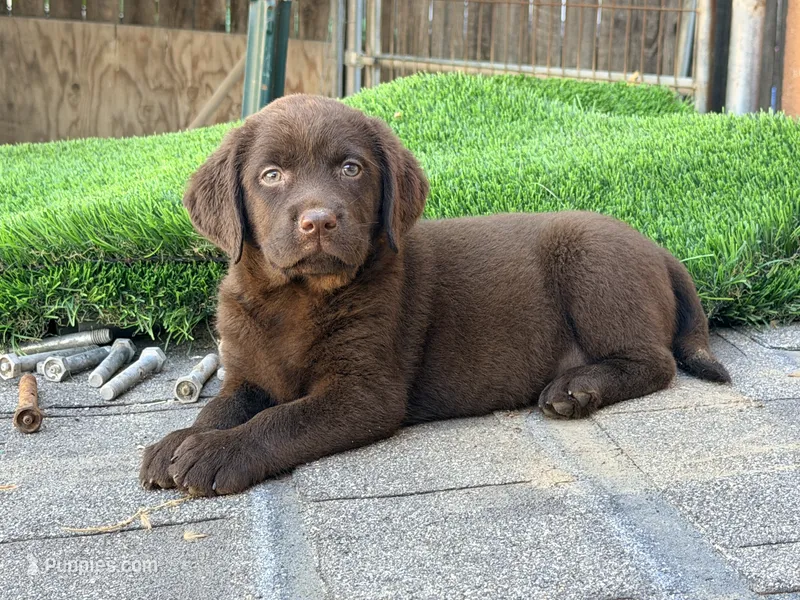 AKC Frida CHOCOLATE, a female Labrador Retriever for sale in Corona, CA – 1 of 1