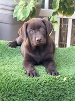 Bella , a female Labrador Retriever for sale in Corona, CA – 2 of 2