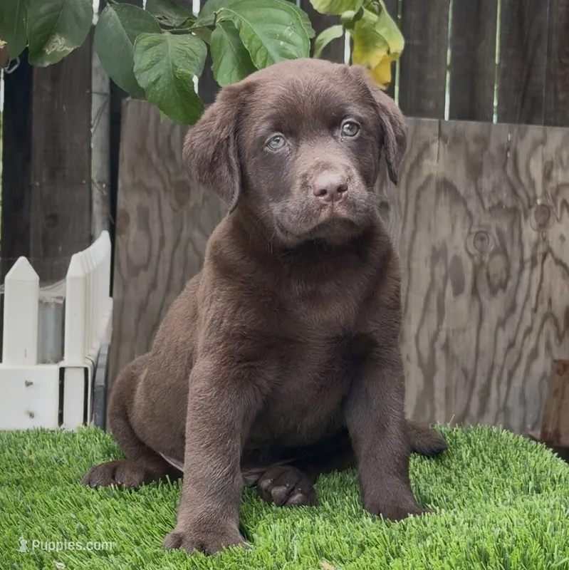 Max labrador puppy, a male Labrador Retriever for sale in Corona, CA – 1 of 1