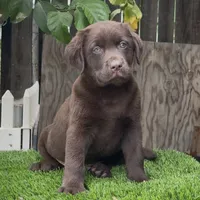 Max labrador puppy, a male Labrador Retriever for sale in Corona, CA – 1 of 1