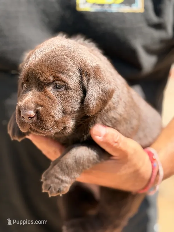 English chocolate  – Labrador Retriever puppy for sale in Corona, CA