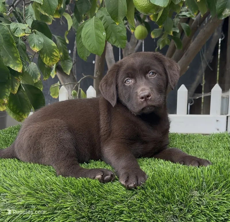 Labrador English akc – Labrador Retriever puppy for sale in Corona, CA